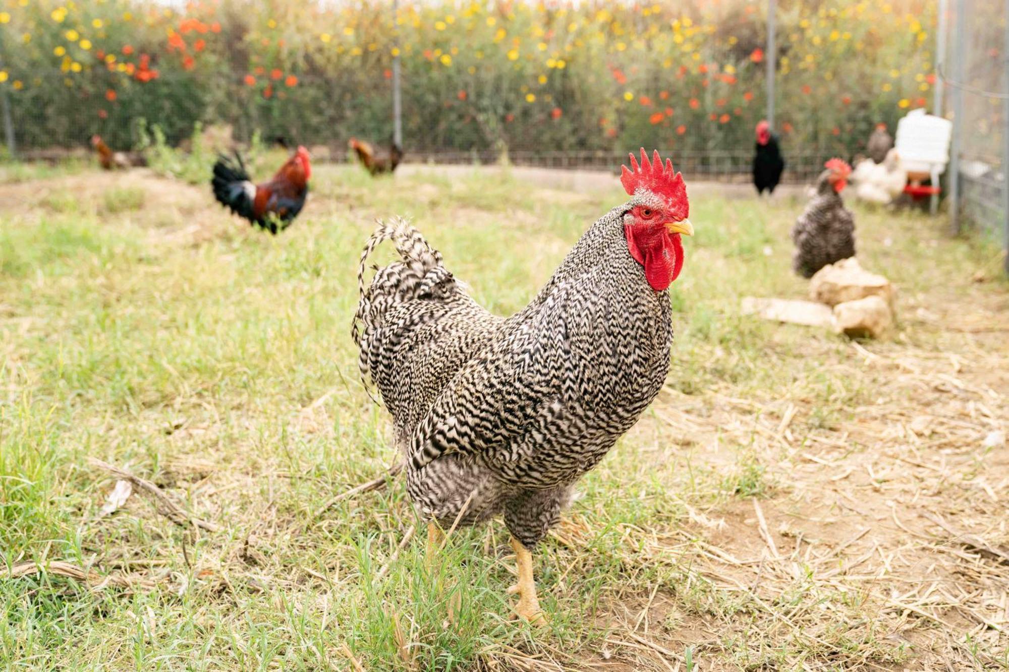 Judeka Agriresort Caltagirone Eksteriør bilde